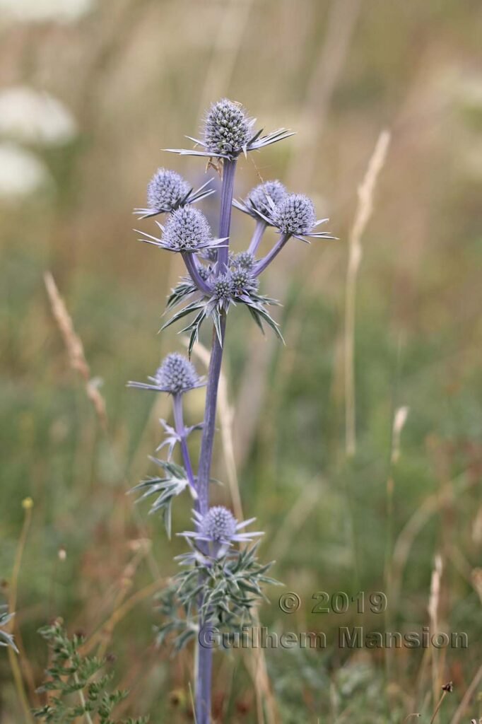 Eryngium bourgatii vers le Pas de la Case (Andorre)