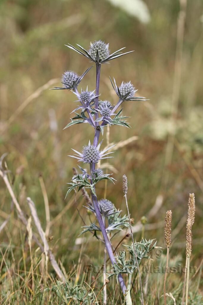 Eryngium bourgatii vers le Pas de la Case (Andorre)