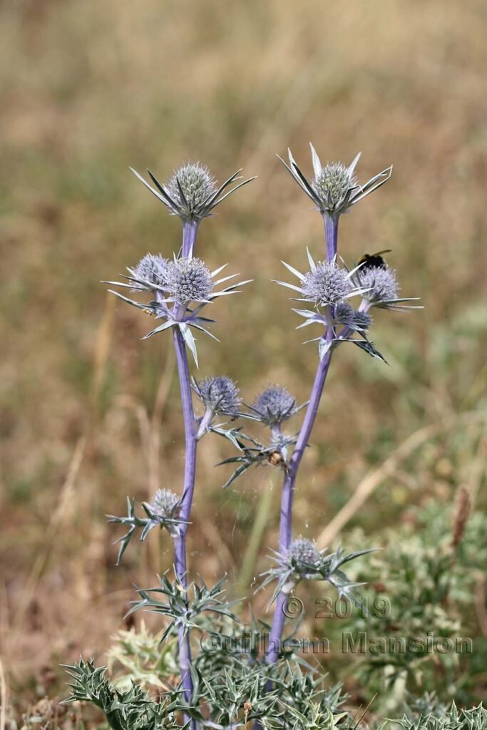 Eryngium bourgatii vers le Pas de la Case (Andorre)