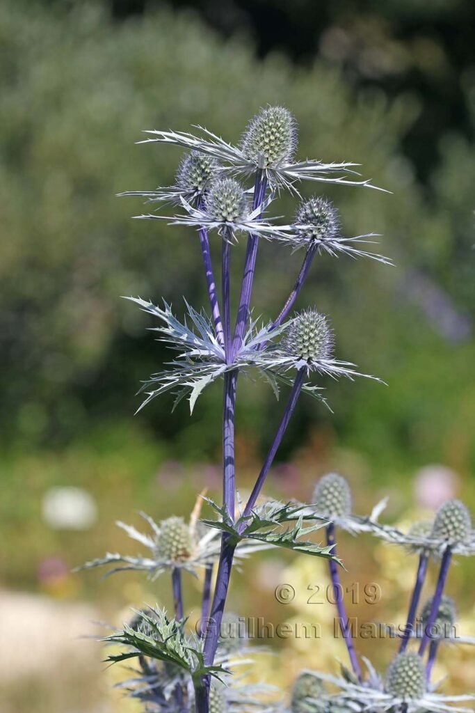 Eryngium bourgatii dans le Jardin Alpin du Lautaret (France, Hautes-Alpes)
