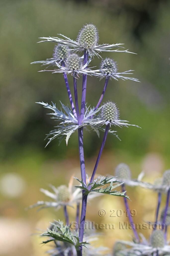 Eryngium bourgatii dans le Jardin Alpin du Lautaret (France, Hautes-Alpes)