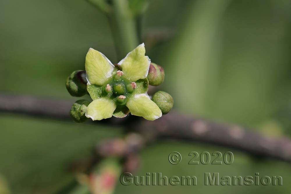 Euonymus europaeus sur les Laegern (Suisse, Zurich)