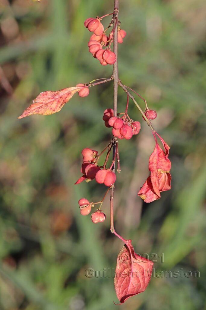 Euonymus europaeus