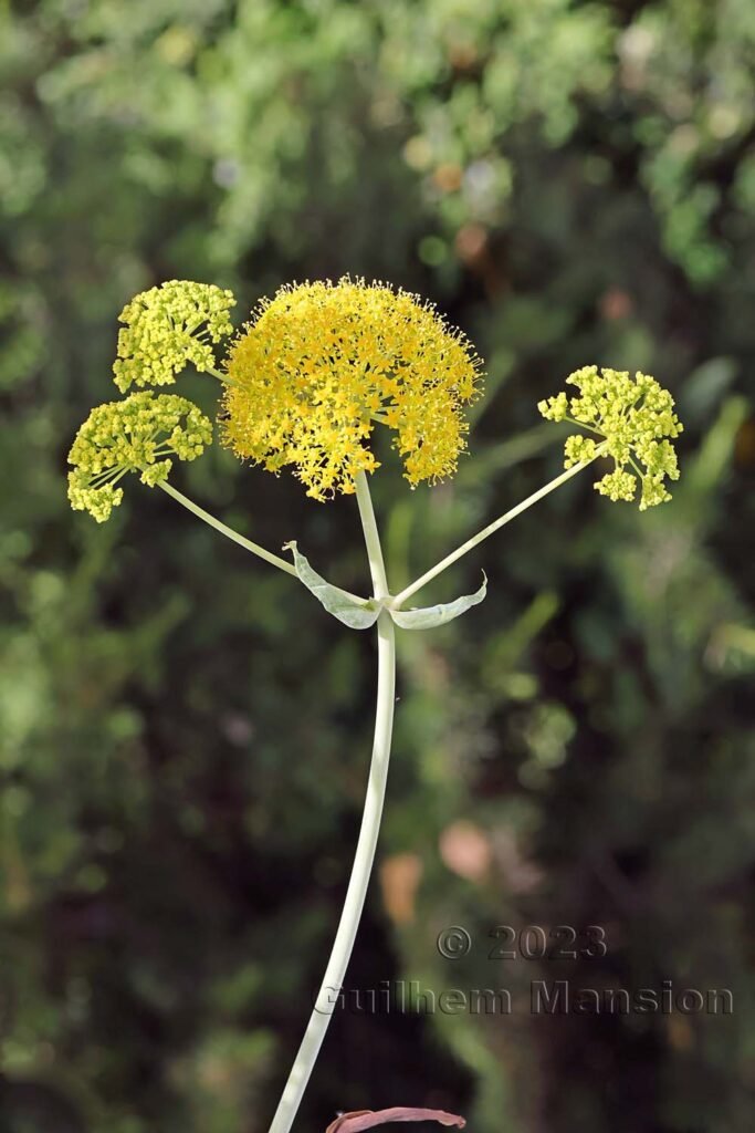 Ferula glauca vers Poulx (France, Gard)