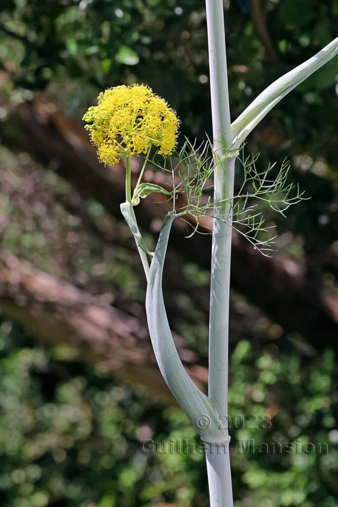 Ferula glauca vers Poulx (France, Gard)