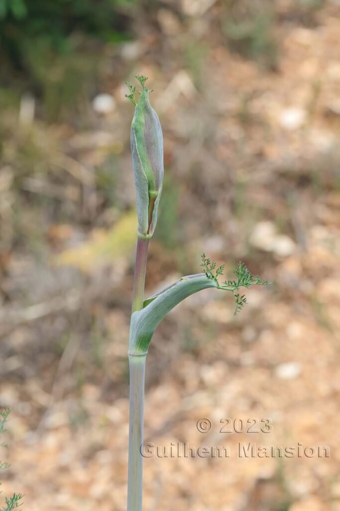 Ferula glauca vers Poulx (France, Gard)