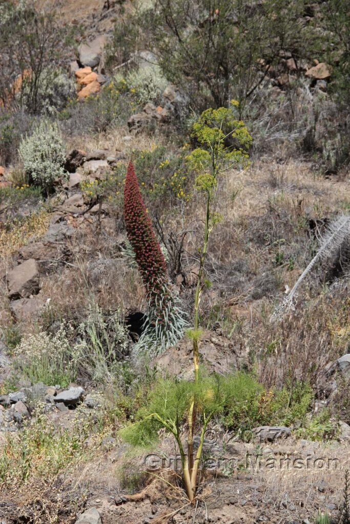 Ferula linkii vers Vilaflor (Espagne, Tenerife)