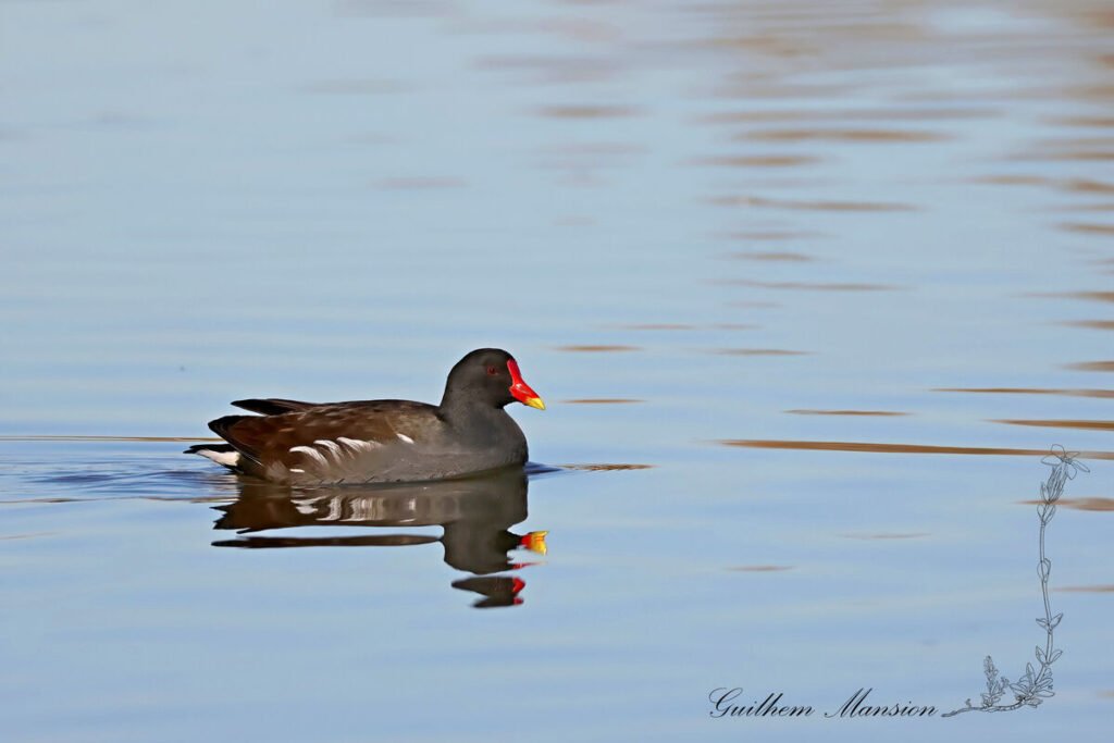 Gallinule poule-d'eau vers Pont-de-Gau (France, Bouches-du-Rhône)