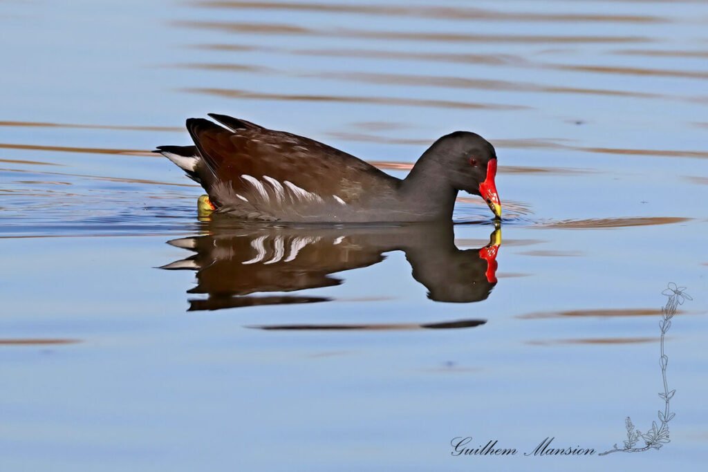 Gallinule poule-d'eau vers Pont-de-Gau (France, Bouches-du-Rhône)