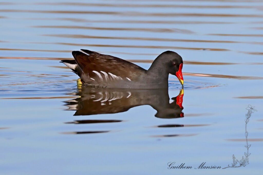 Gallinule poule-d'eau vers Pont-de-Gau (France, Bouches-du-Rhône)