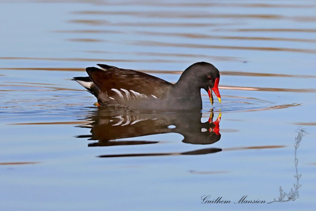 Gallinule poule-d'eau vers Pont-de-Gau (France, Bouches-du-Rhône)