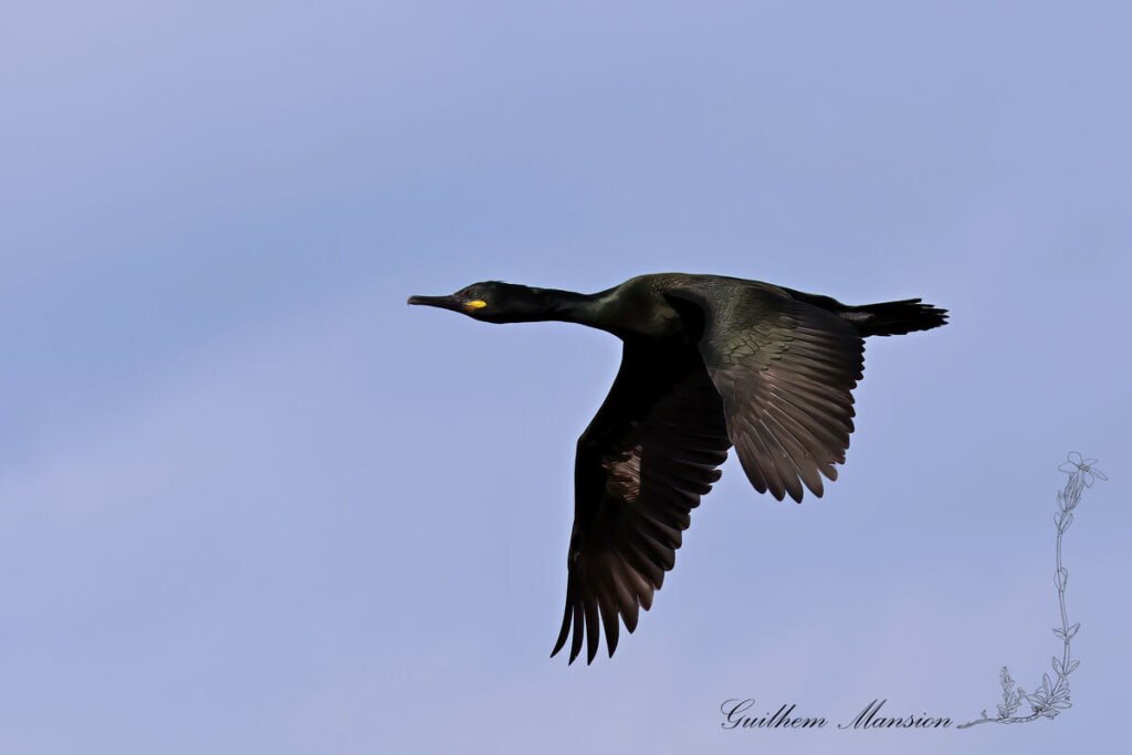 Gulosus aristotelis - Cormoran huppé [Phalacrocoracidae]