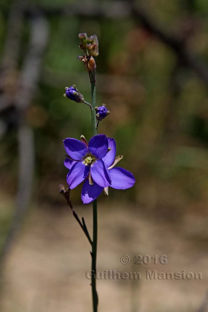 Heliophila sp. vers Silvermine (Afrique du Sud, Table Mountain National Parc)