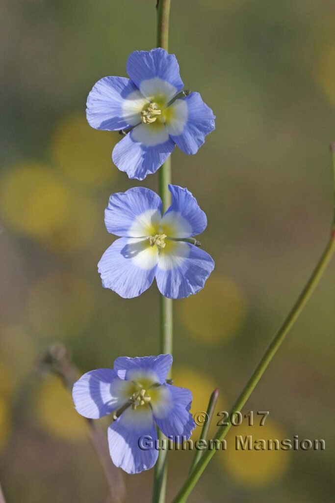 Heliophila sp. vers Darling (Afrique du Sud)