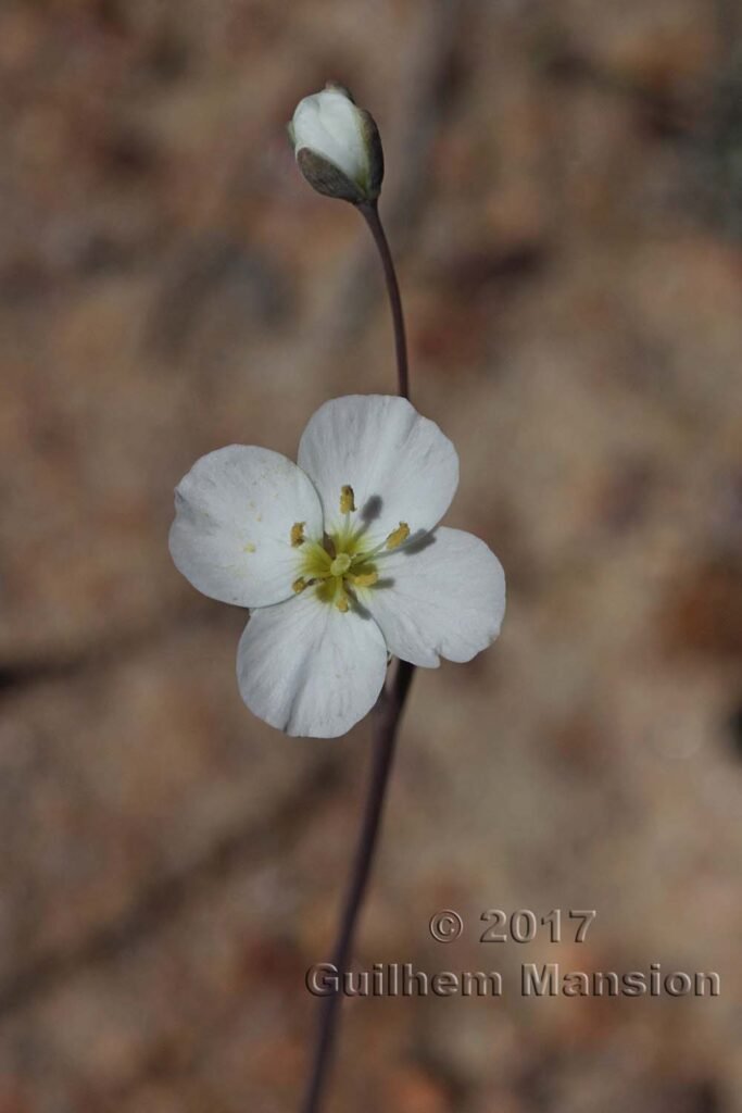 Heliophila sp. vers Kamiesberg (Afrique du Sud)