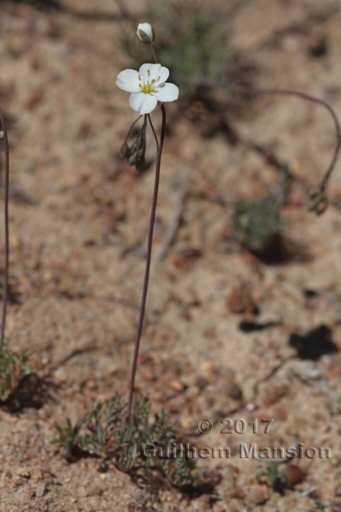 Heliophila sp. vers Kamiesberg (Afrique du Sud)