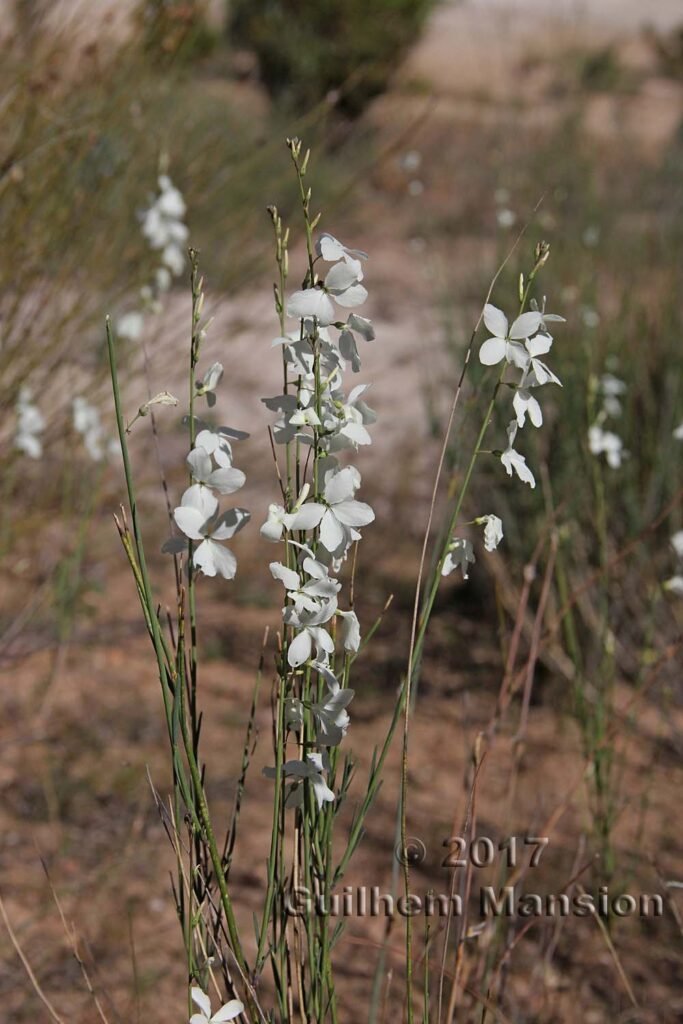 Heliophila sp. dans les Cederberg (Afrique du Sud)