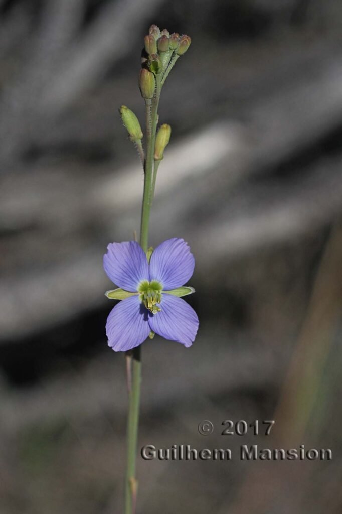 Heliophila sp. dans les Cederberg (Afrique du Sud)