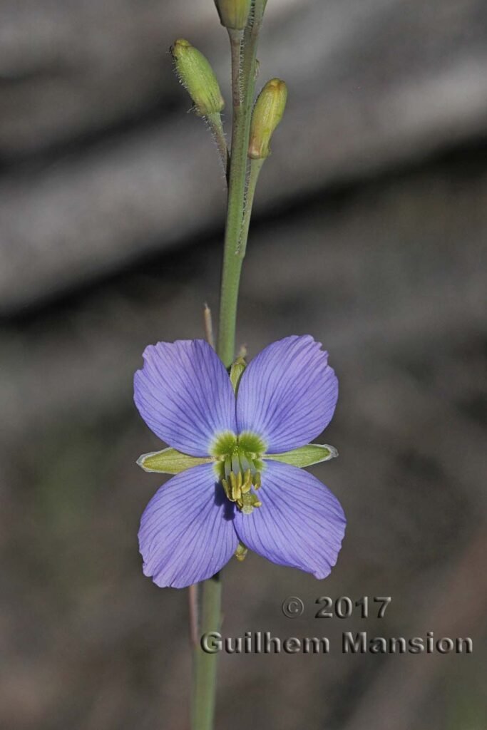 Heliophila sp. dans les Cederberg (Afrique du Sud)