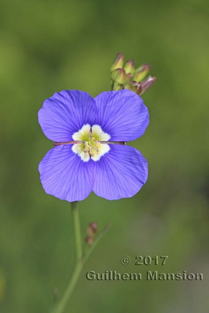 Heliophila coronopifolia vers Postberg (Afrique du Sud)