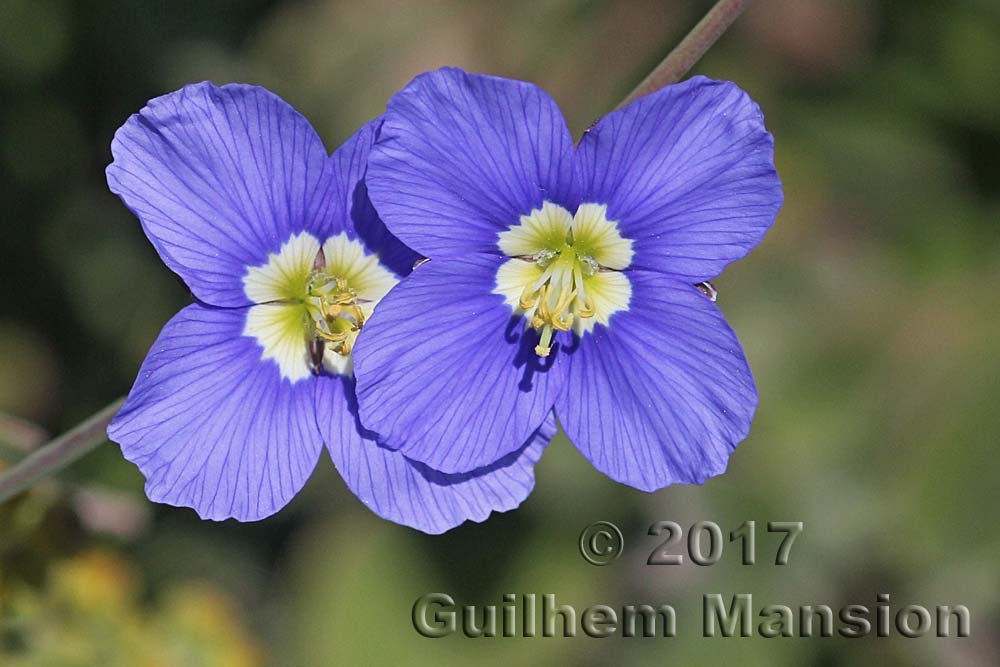 Heliophila coronopifolia vers Postberg (Afrique du Sud)