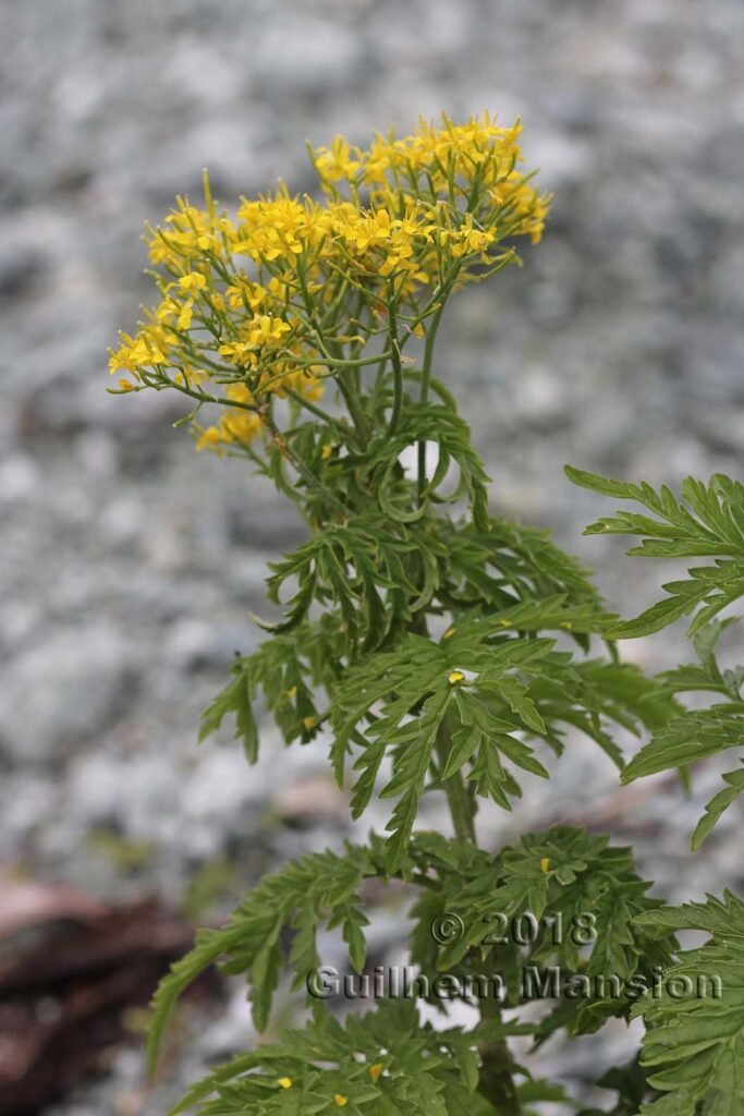 Descurainia tanacetifolia vers Arolla (Suisse, Valais)