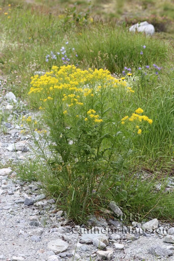 Descurainia tanacetifolia vers Arolla (Suisse, Valais)