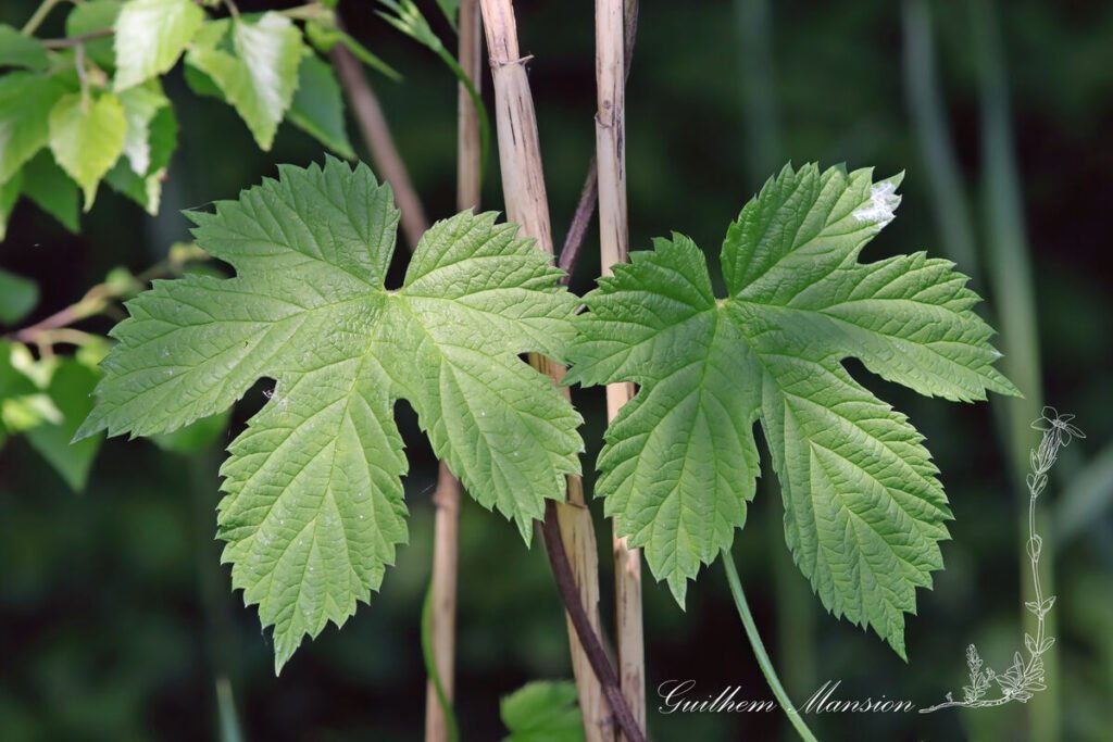 Humulus lupulus vers Wauwil (Suisse, Lucerne)