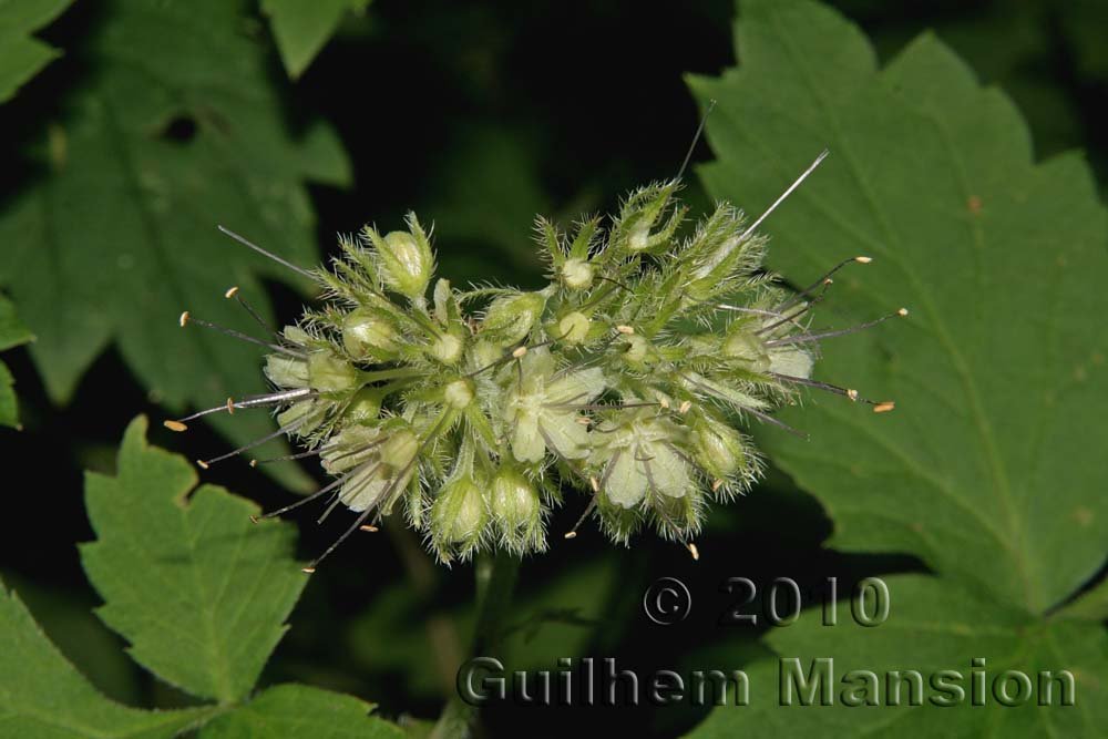 Hydrophyllum occidentale en Oregon (USA)