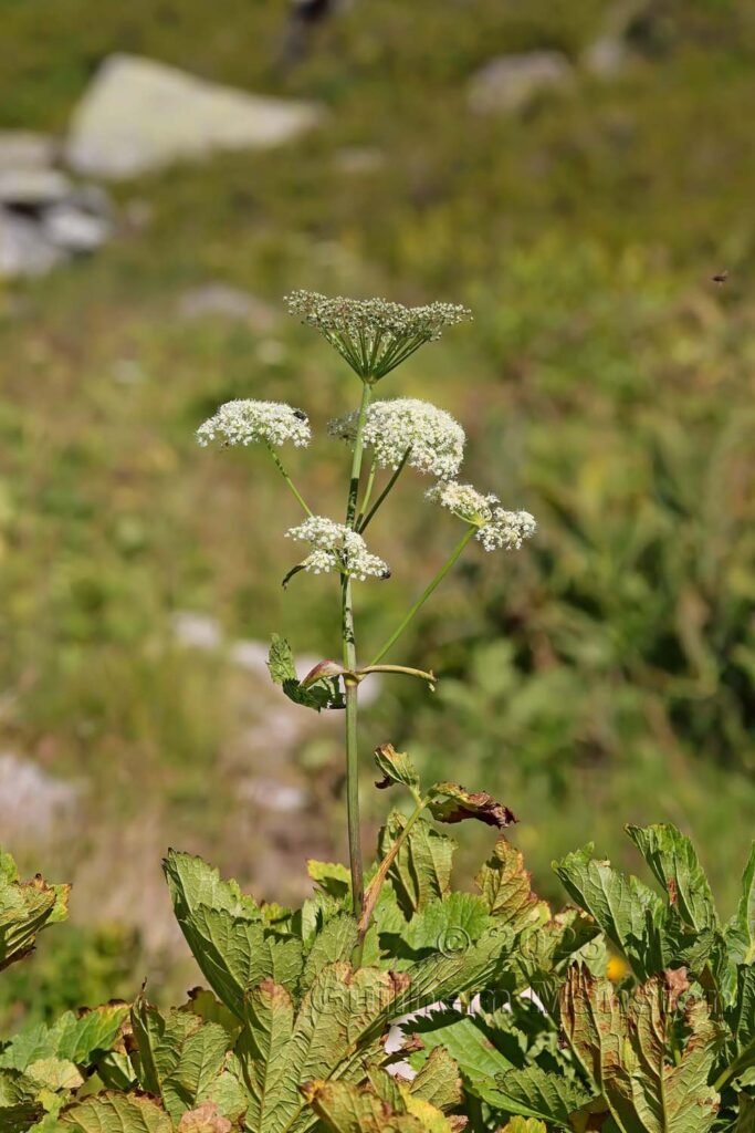Imperatoria ostruthium vers la Fenêtre d’Arpette (Suisse, Valais)