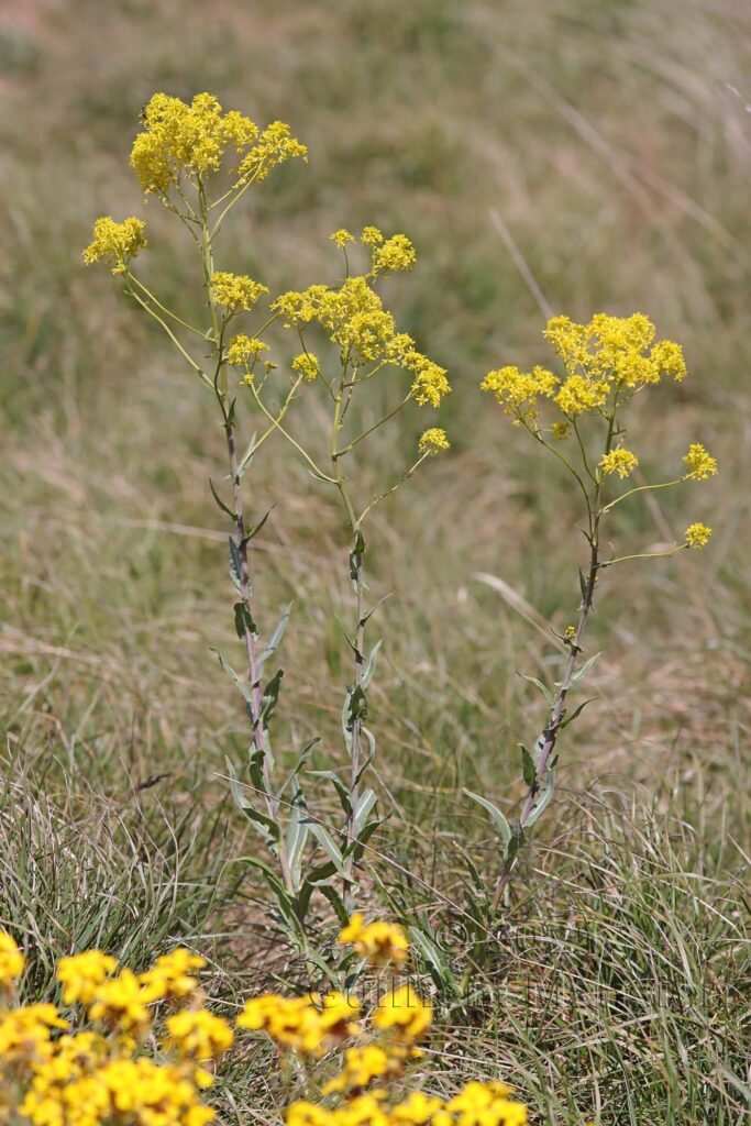 Isatis tinctoria vers Sion (Suisse, Valais)