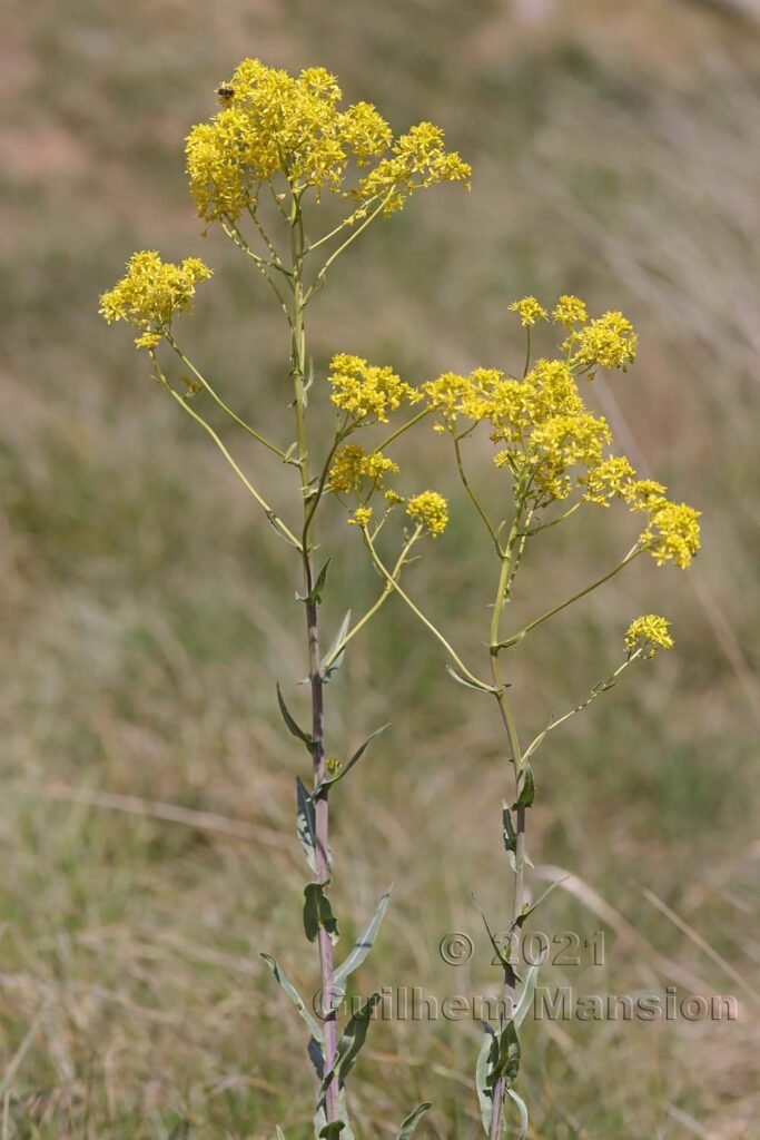 Isatis tinctoria vers Sion (Suisse, Valais)