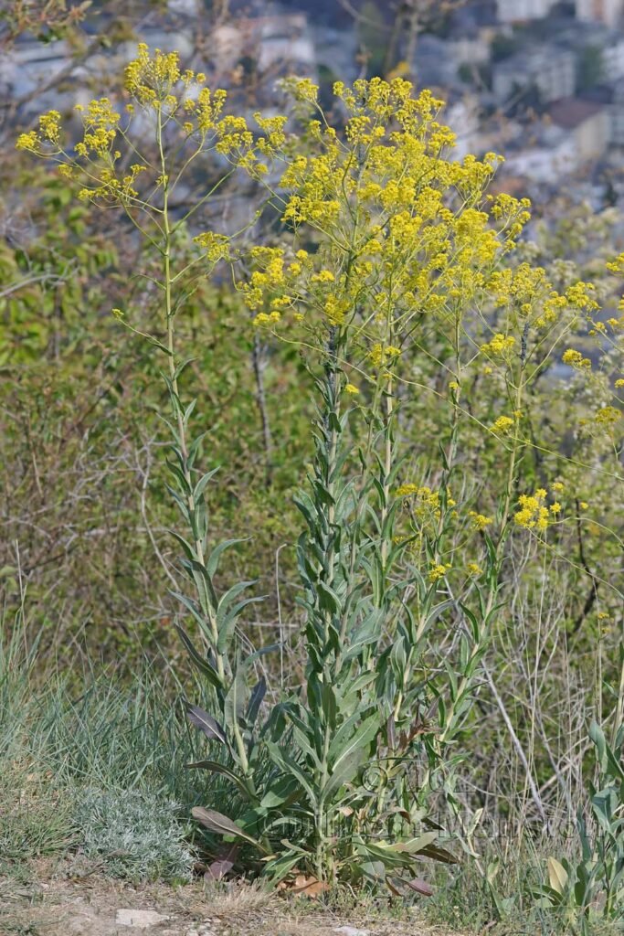 Isatis tinctoria vers Sion (Suisse, Valais)