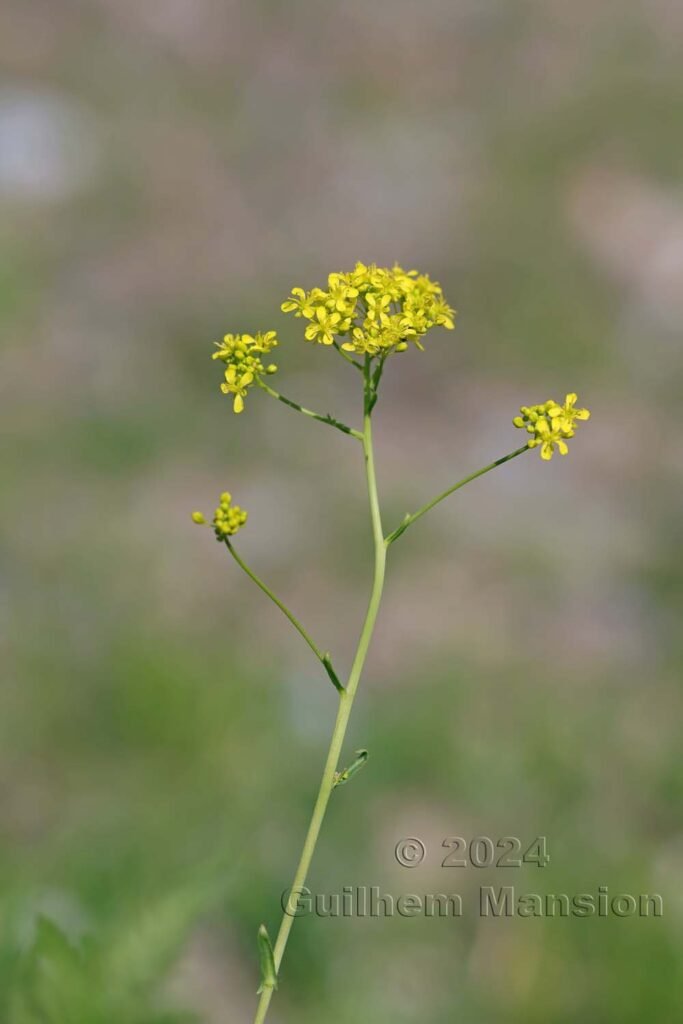 Isatis tinctoria entre Fully et Saillon (Suisse, Valais)