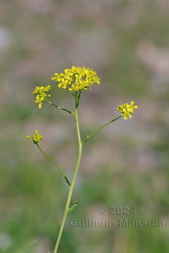 Isatis tinctoria entre Fully et Saillon (Suisse, Valais)