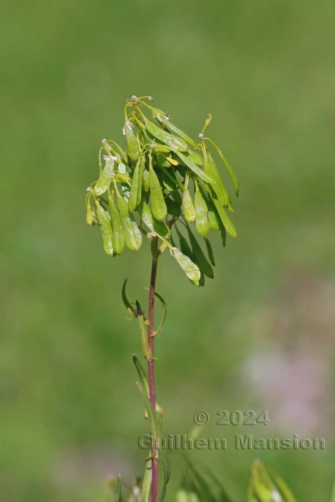 Isatis tinctoria entre Fully et Saillon (Suisse, Valais)