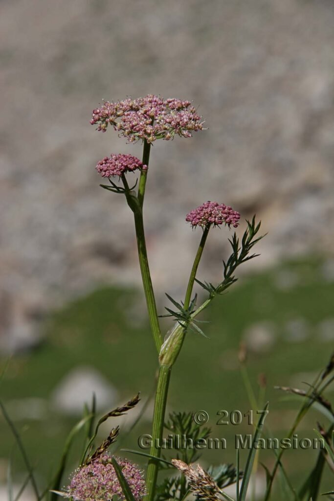 Mutellina adonidifolia vers Ennanda (Suisse, Glaris)