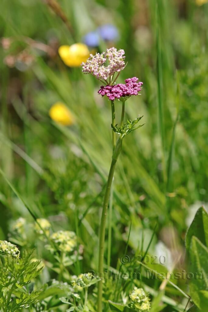 Mutellina adonidifolia vers Kandersteg (Suisse, Berne)