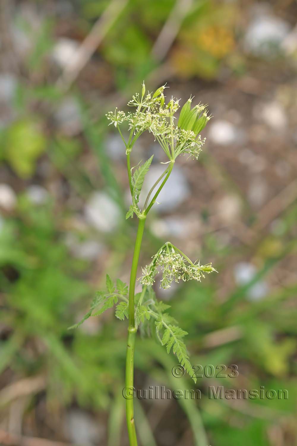 Myrrhis odorata à Derborence (Suisse, Valais)