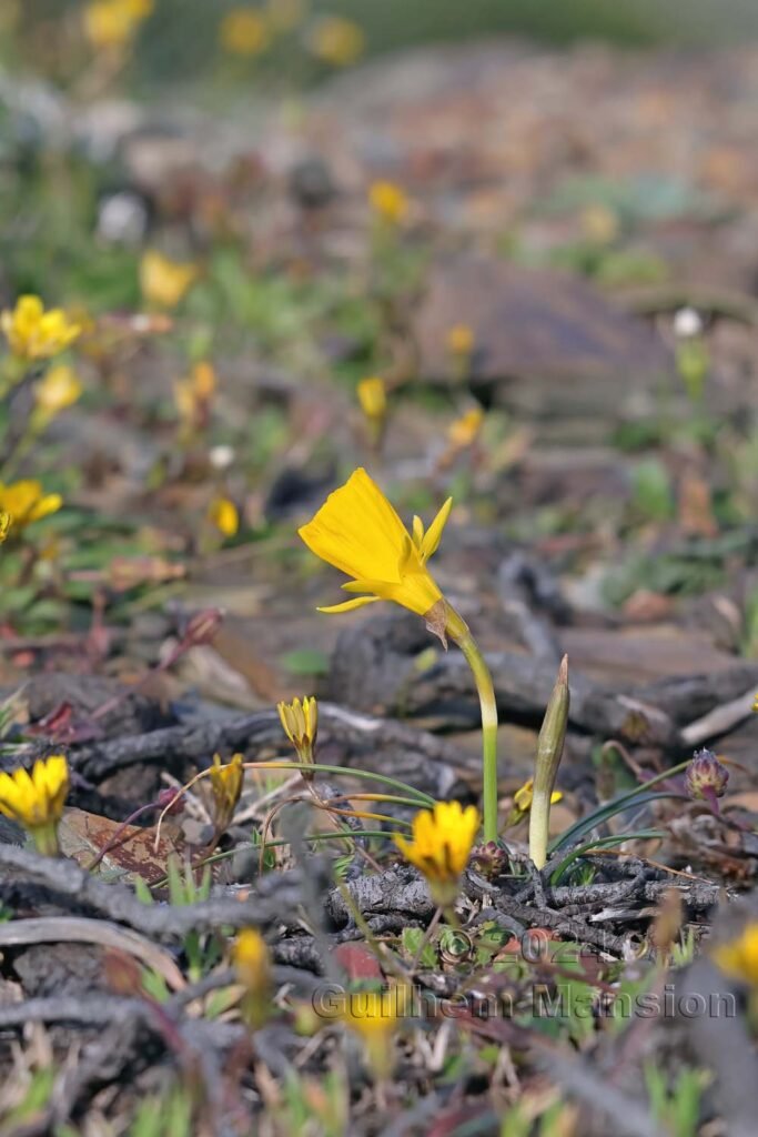 Narcissus obesus vers Castelejo (Portugal, Vila do Bispo)