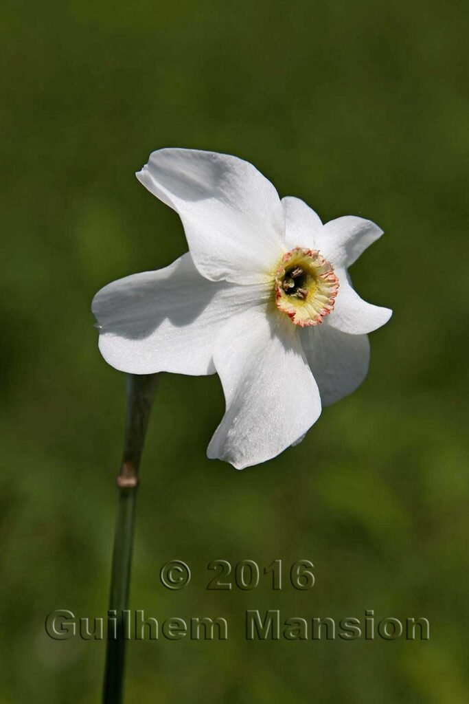 Narcissus poeticus vers le Tuelersee (Suisse, Zurich)