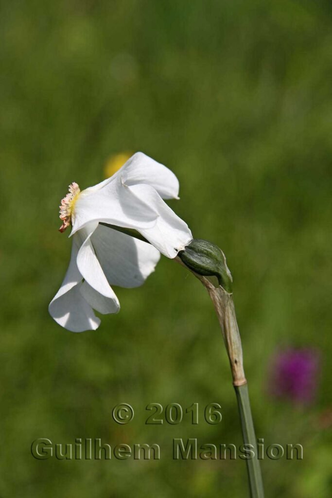 Narcissus poeticus vers le Tuelersee (Suisse, Zurich)