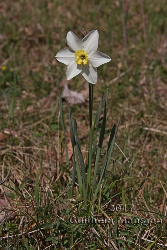 Narcissus poeticus vers Marthalen (Suisse, Zurich)