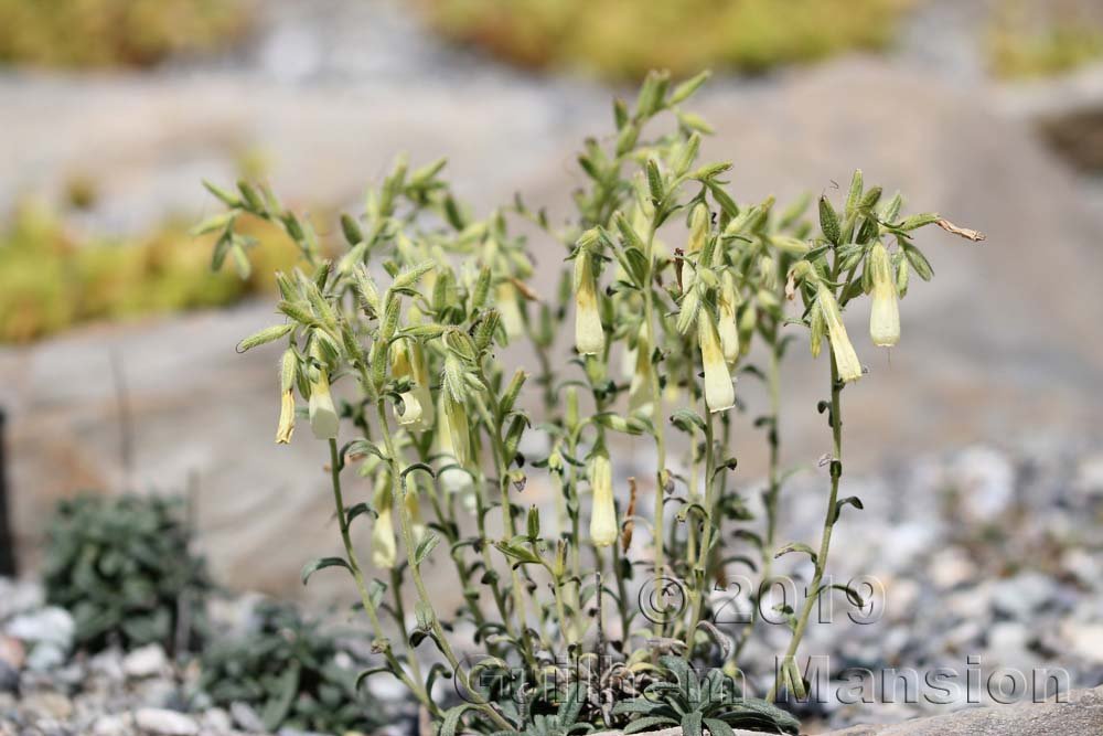 Onosma nana dans le Jardin Alpin du Lautaret (France, Hautes-Alpes)