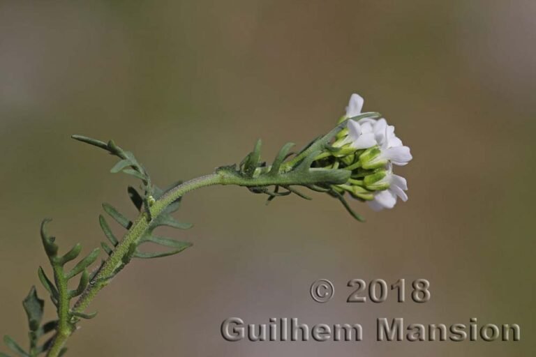 Oreophyton pinnatifidum vers Emosson (Suisse, Valais)