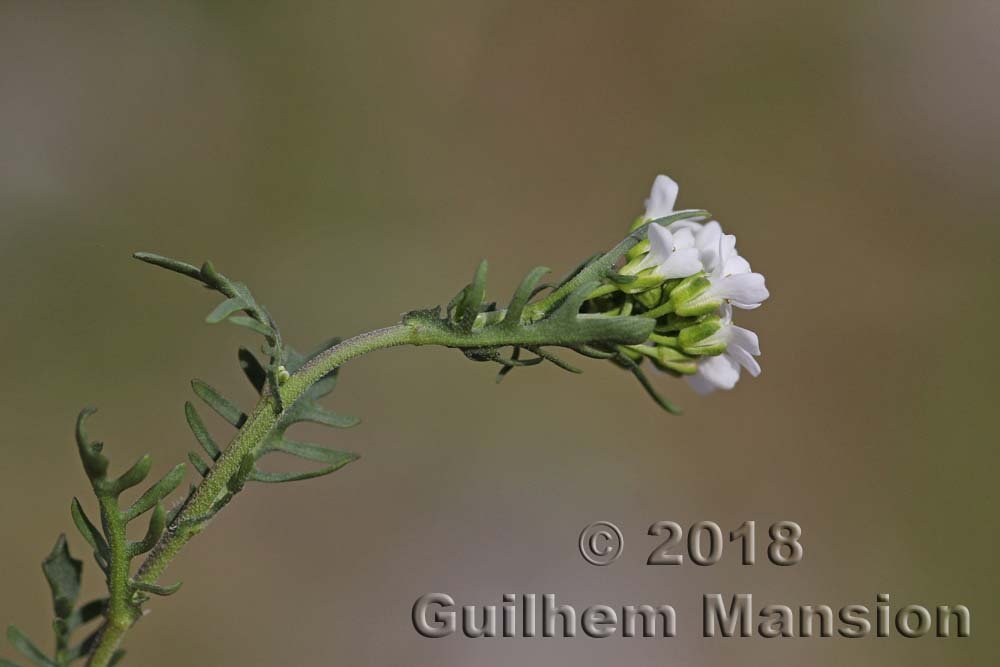 Oreophyton pinnatifidum vers Emosson (Suisse, Valais)