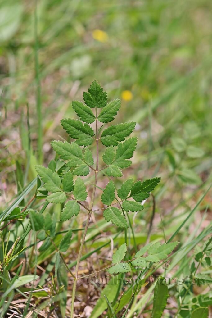 Oreoselinum nigrum dans la réserve de Chilpen (Suisse, Bâle-Campagne)