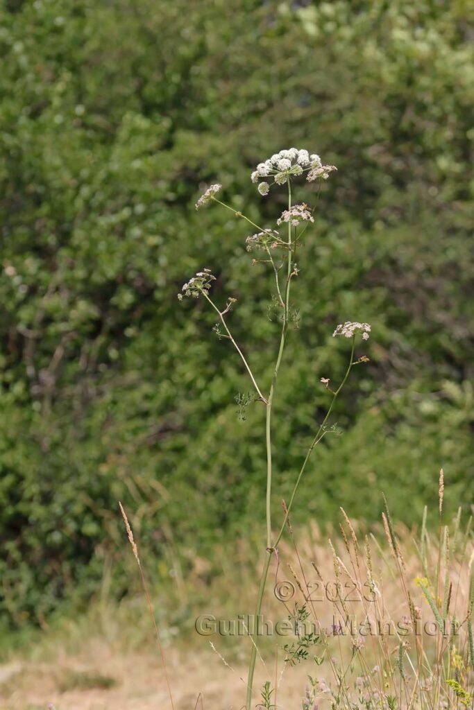 Oreoselinum nigrum aux Follatères (Suisse, Valais)