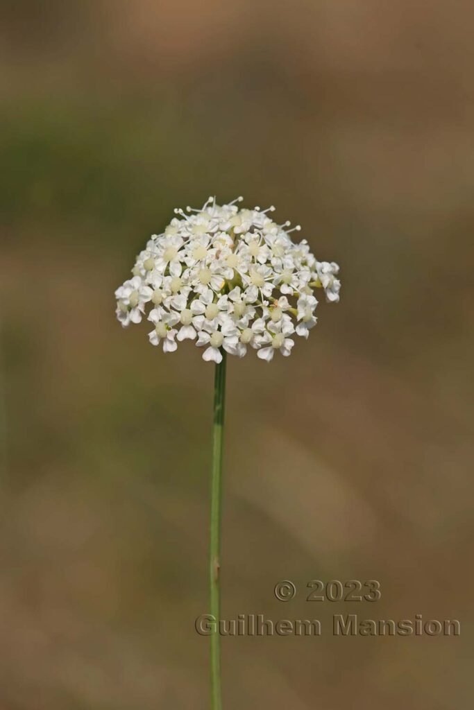 Oreoselinum nigrum aux Follatères (Suisse, Valais)
