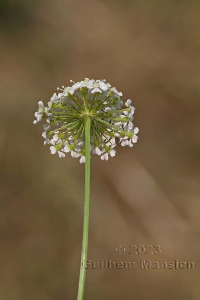 Oreoselinum nigrum aux Follatères (Suisse, Valais)